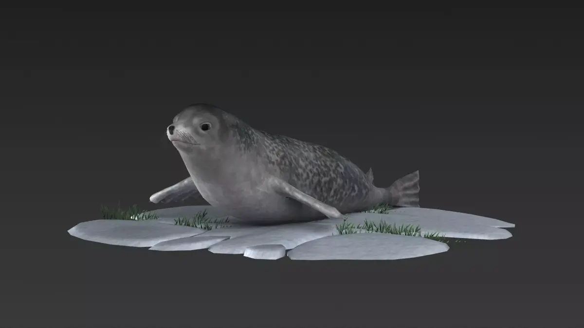 nature wildlife swimming animal ocean underwater seal walru 3D model