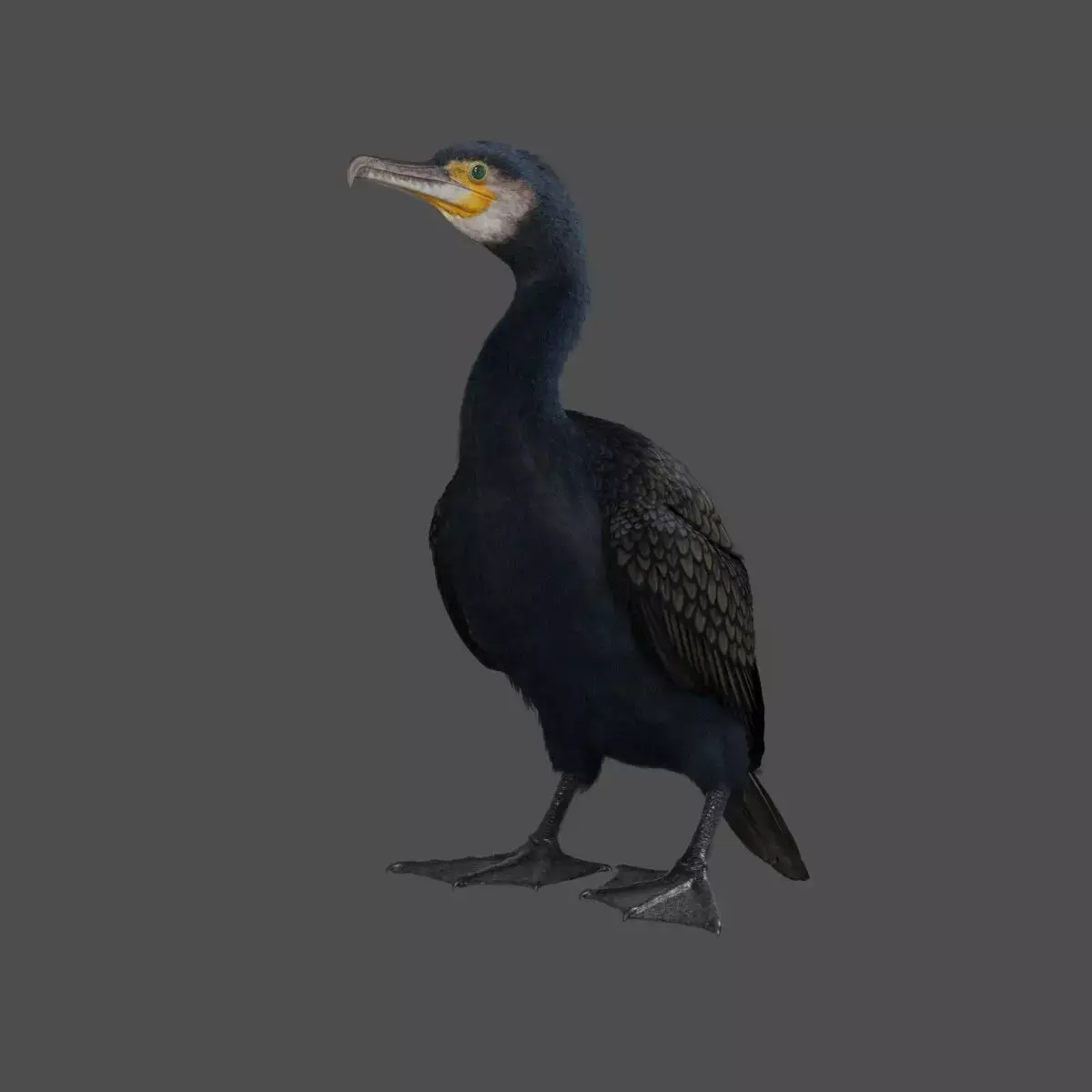 Realistic Cormorant Animation 3D Model Rigged for Blender 3D model