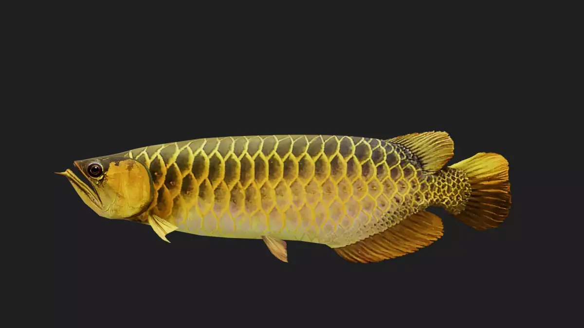 Arowana Low-poly 3D model buy