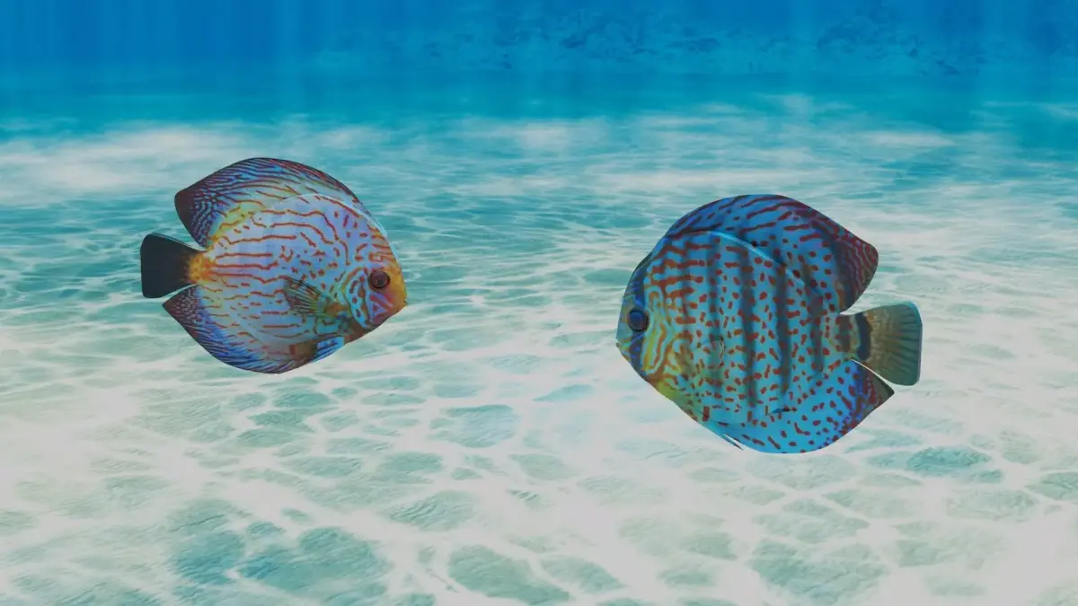 Discus Fish 3D model purchase