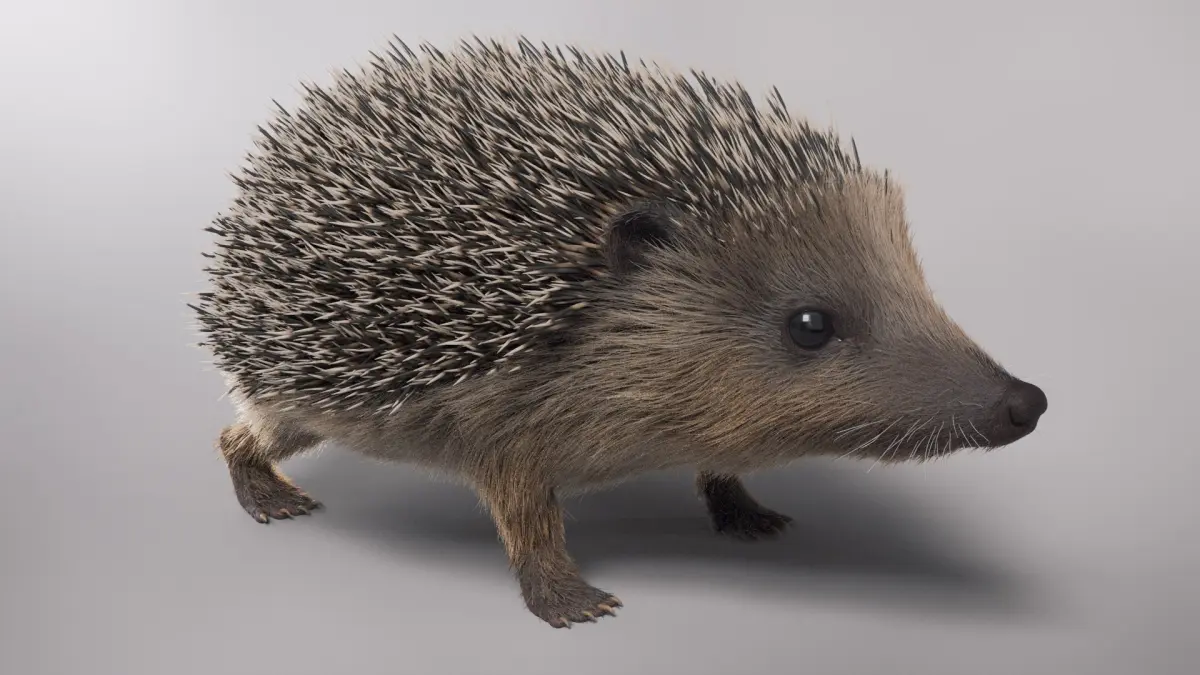 Hedgehog European Fur 3D model