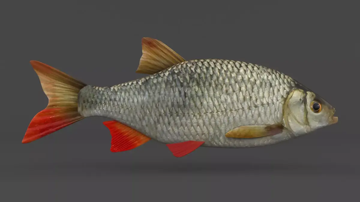 Rudd Fish 3D model purchase