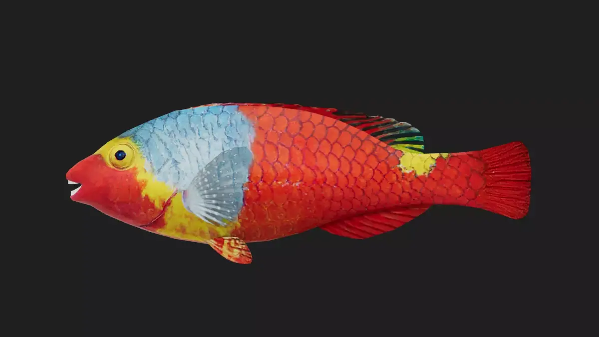 Wrasse Low-poly 3D model buy