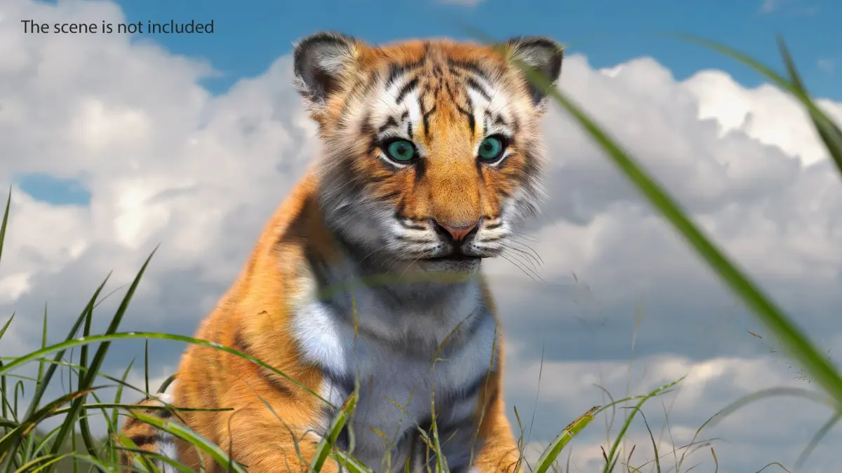 Tiger Cub Fur Rigged 3D model
