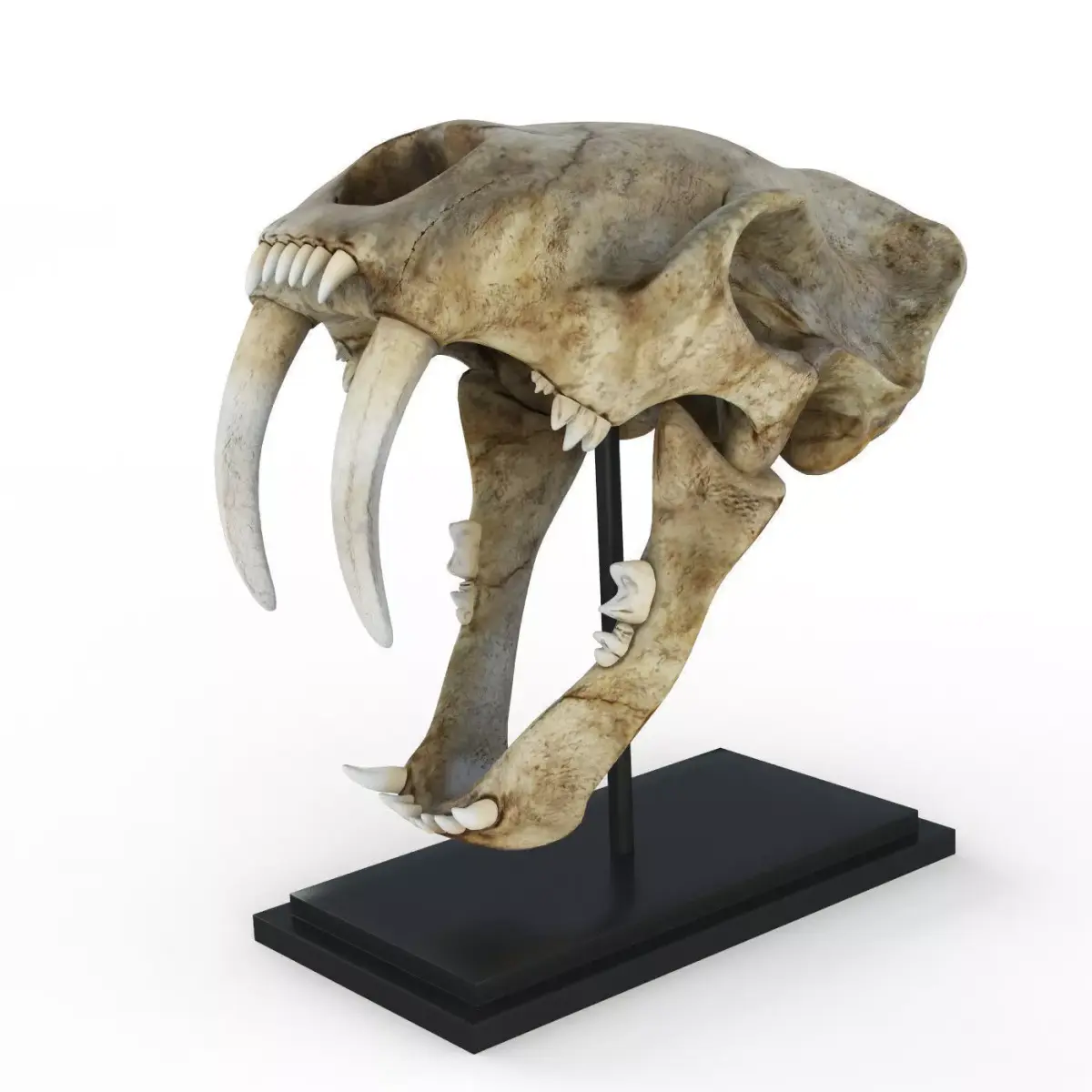 Saber tooth tiger skull Low-poly 3D model