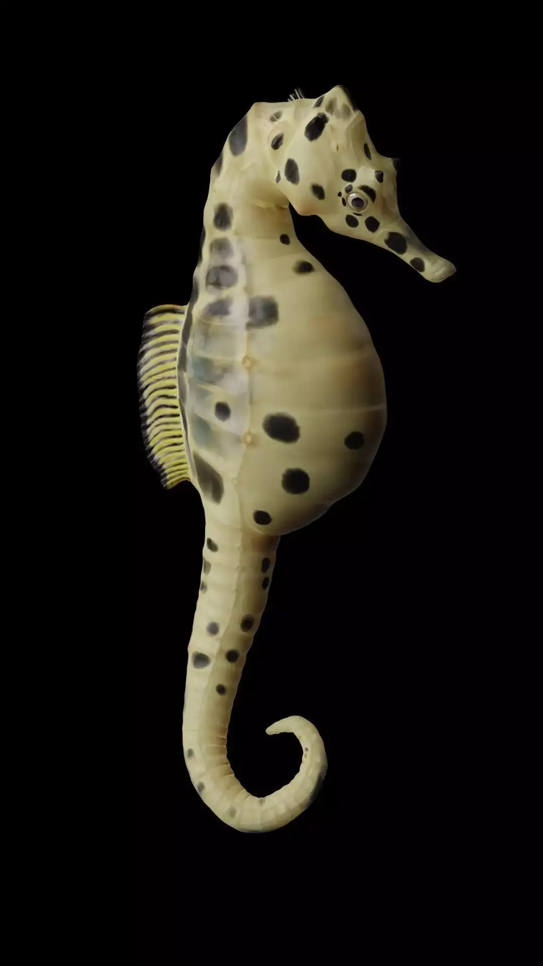 Potbelly Seahorse Low-poly 3D model