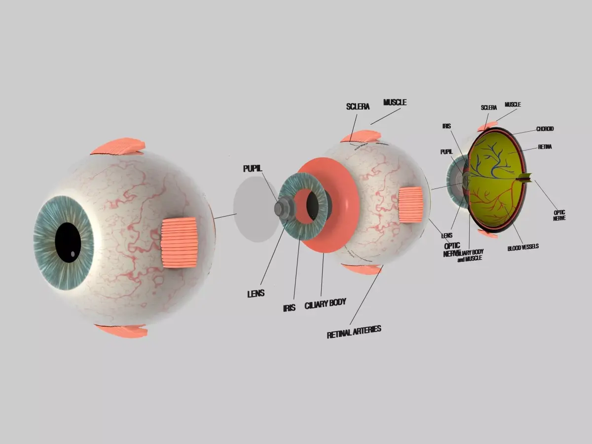 Human Eye Cross Section Eyeball 3D model purchase