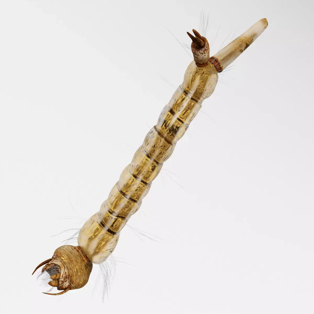 Mosquito larvae 3D model