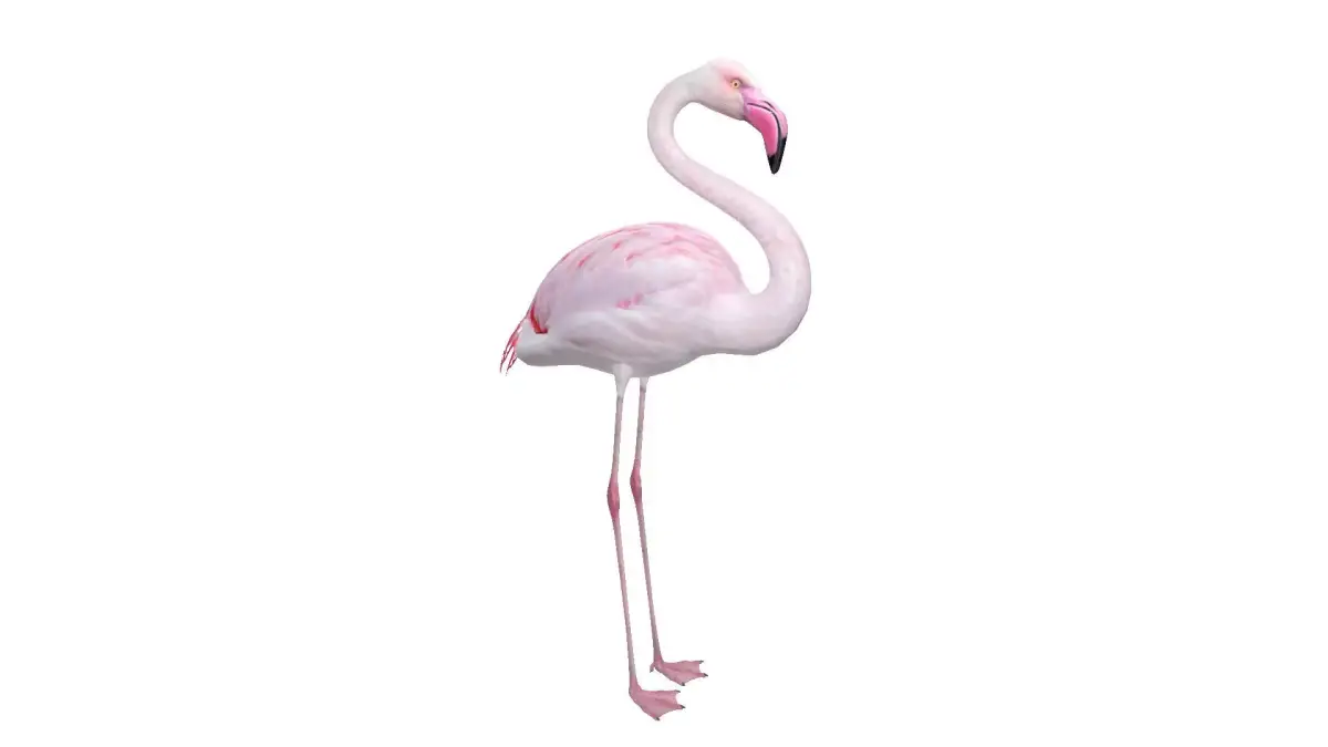 Flamingo 3D model shop