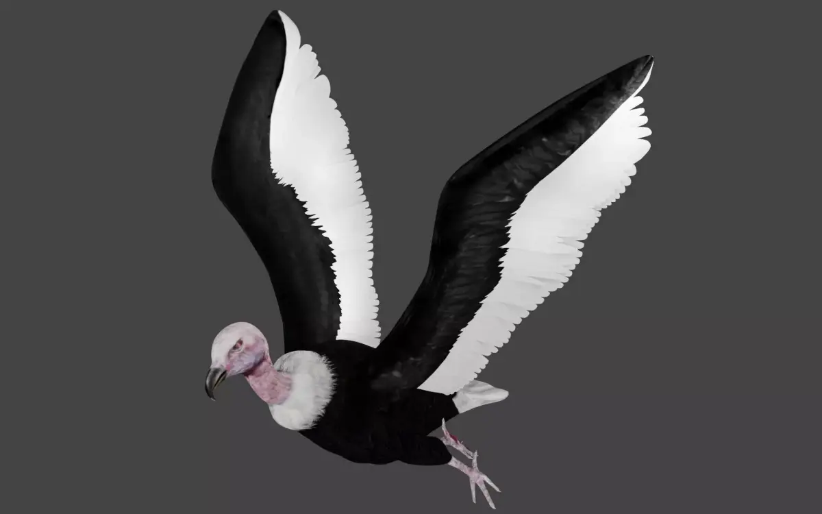 Vulture low poly fully rigged 1 Low-poly 3D model