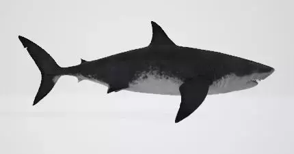 Megalodon great shark 3D model