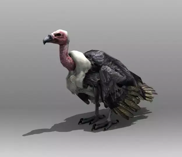 Vulture turkey Low-poly 3D model