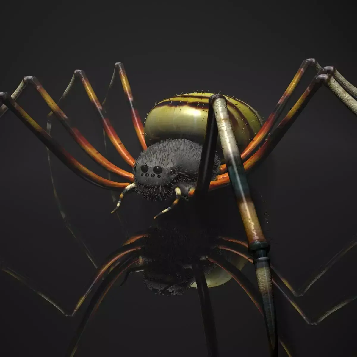 Spider Tiger Rigged Low-poly 3D model