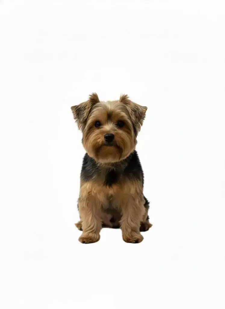 My Little Yorkie DOG  Yorkshire Sentado Adoravel Model 3D model