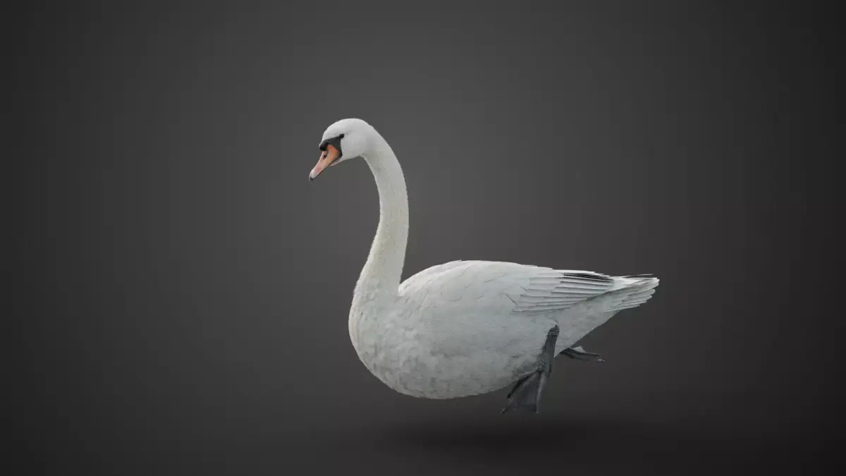 Mute Swan Animated VFX Grace 3D model