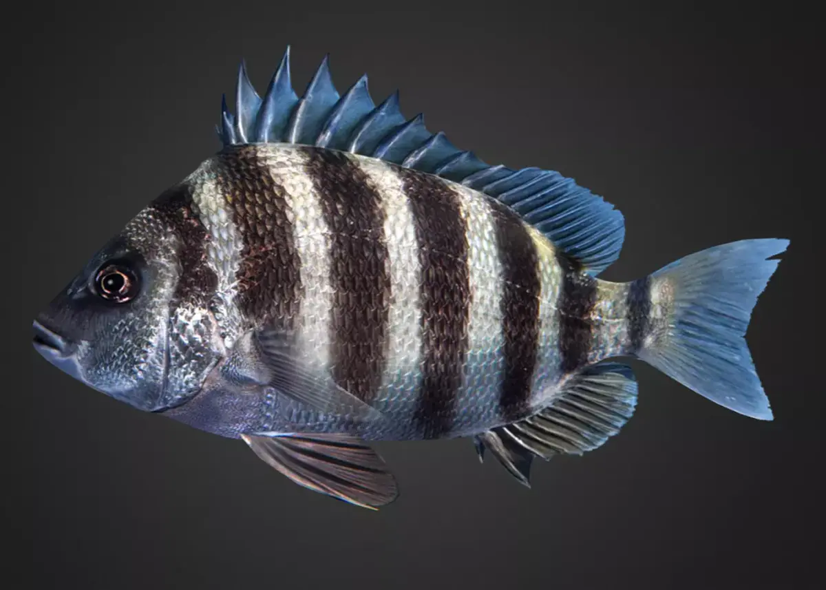 Sheepshead fish Animated 3D model