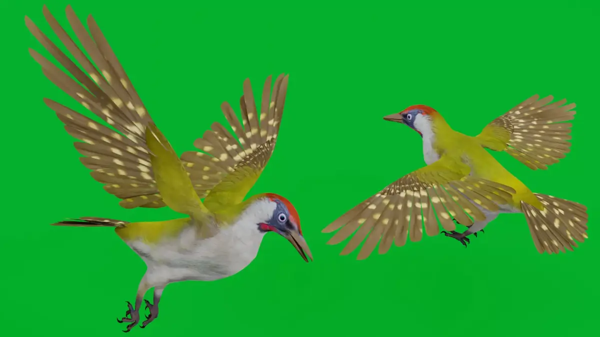 European Green Woodpecker Bird Low-poly 3D model