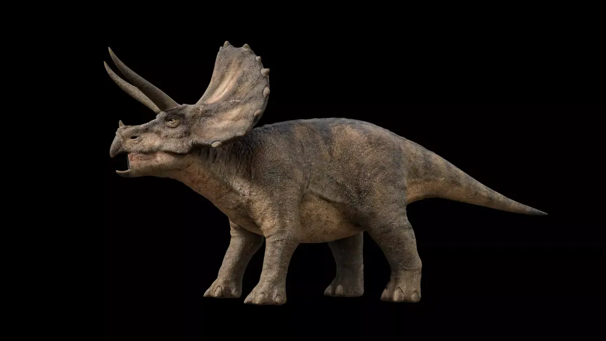 Triceratops dinosaur Low-poly 3D model shop