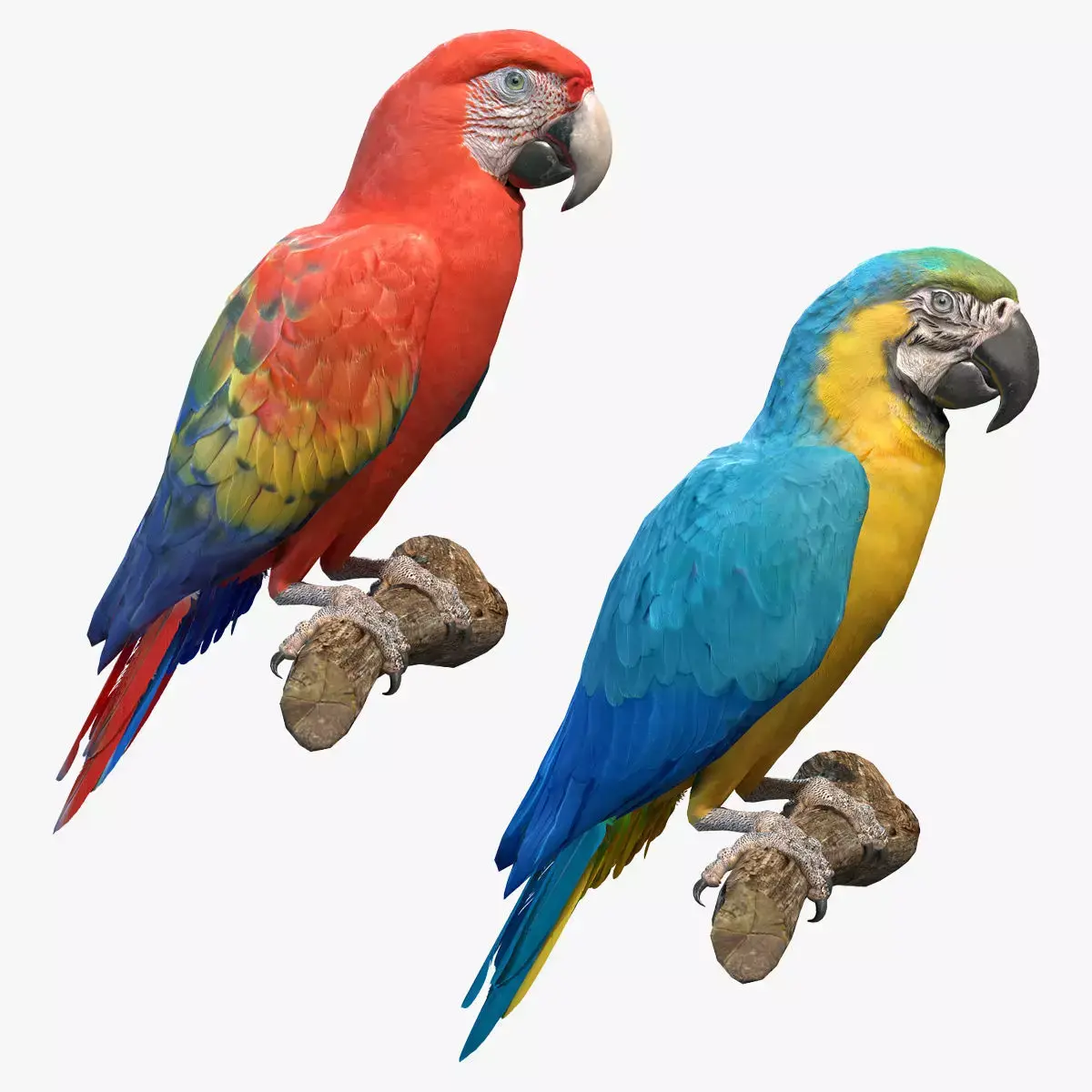 Macaw Collection perched on branch 3D model