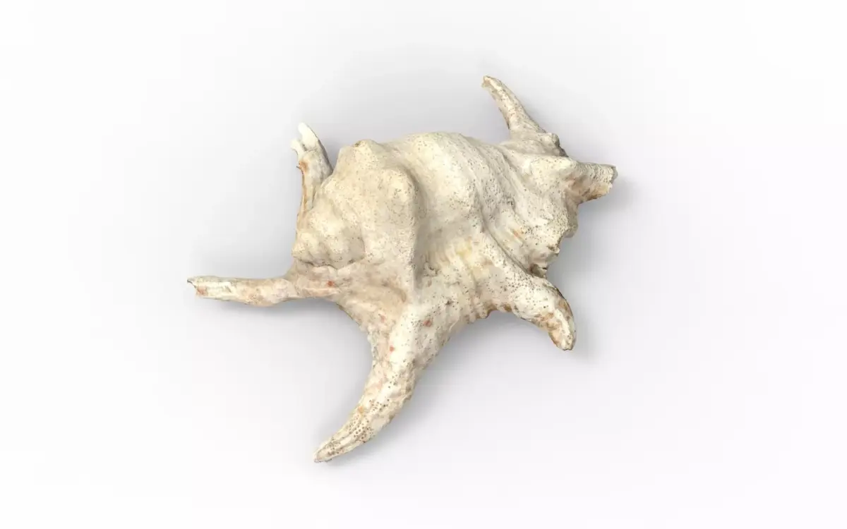 Full detailed sea shell photogrammetry 3D model