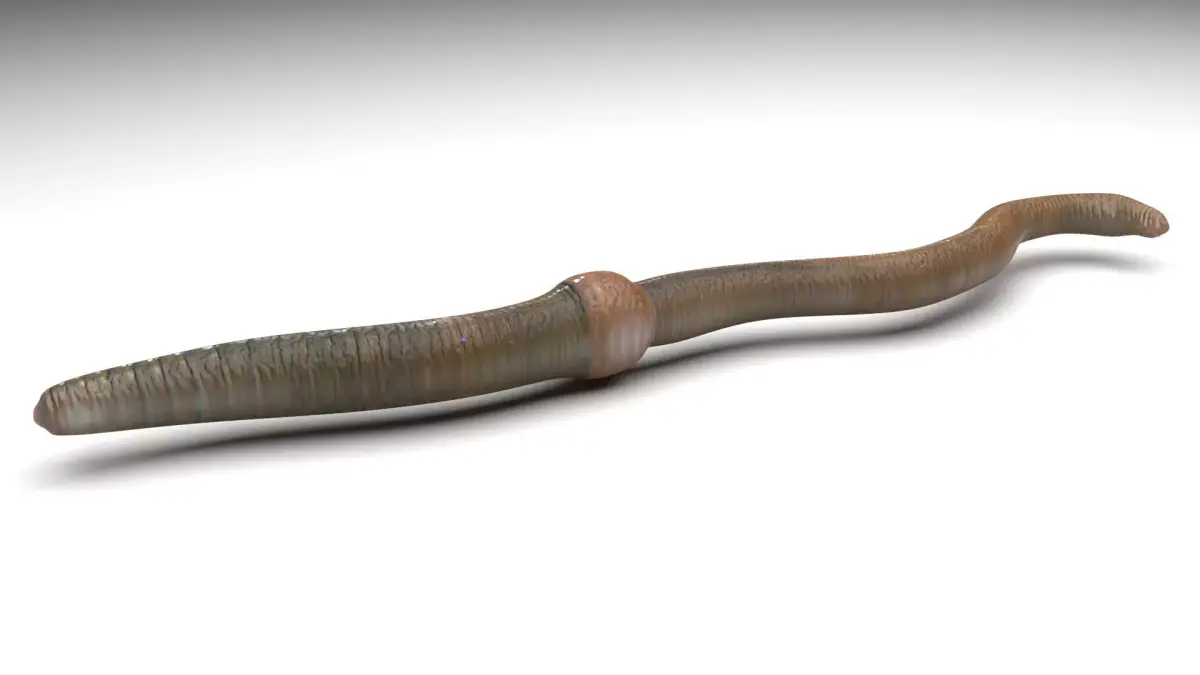 Earthworm 3D model purchase
