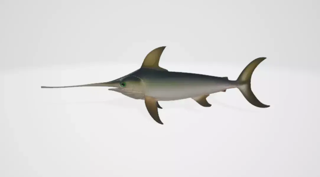 Swordfish 3D model buy