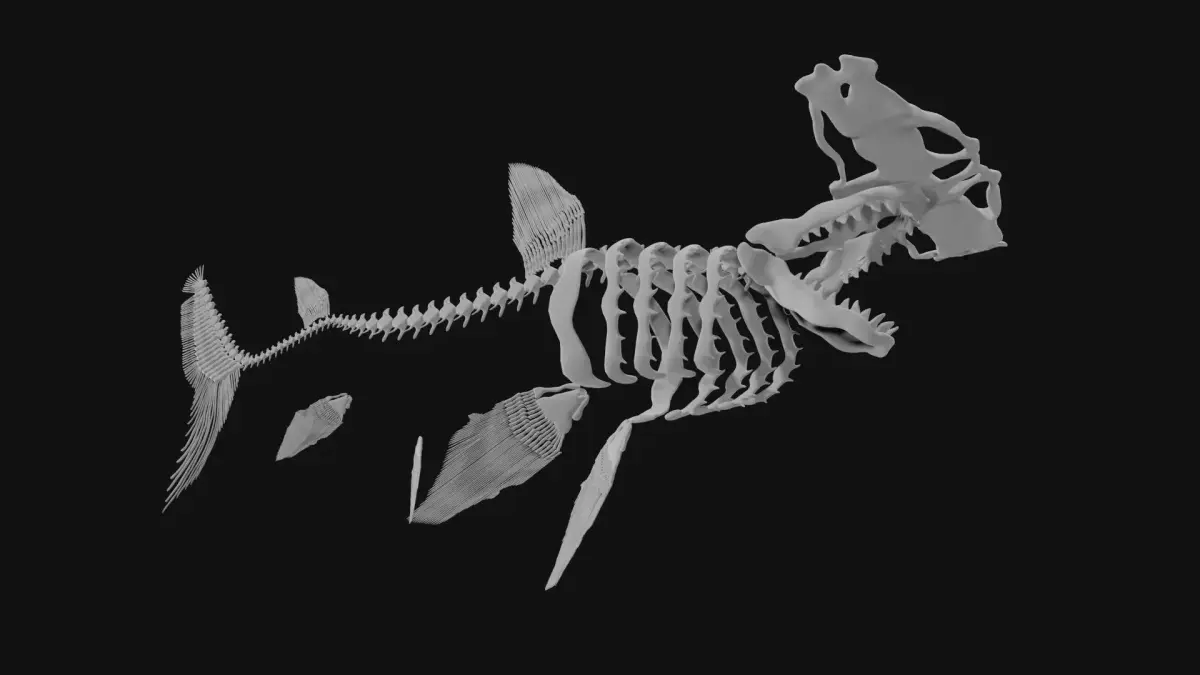 Hammerhead Shark Skeleton 3D model purchase