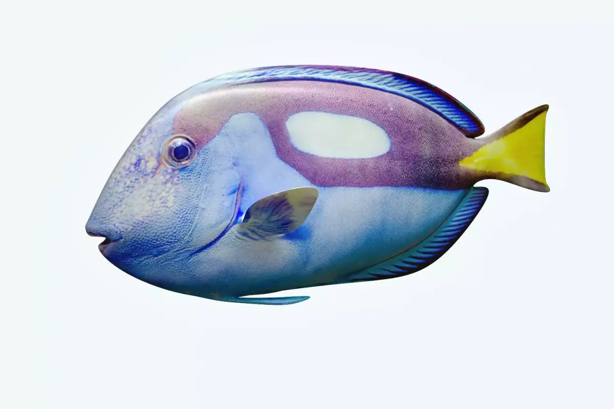 Dorry fish flying in sky 3D model