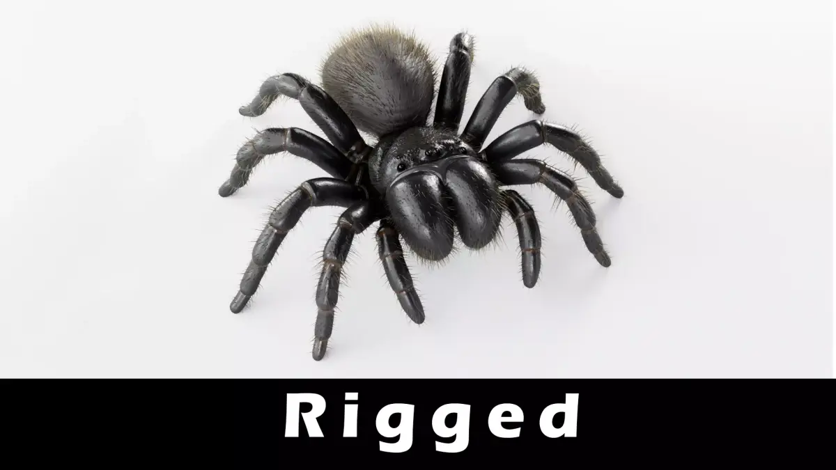 Mouse Spider Low-poly 3D model buy