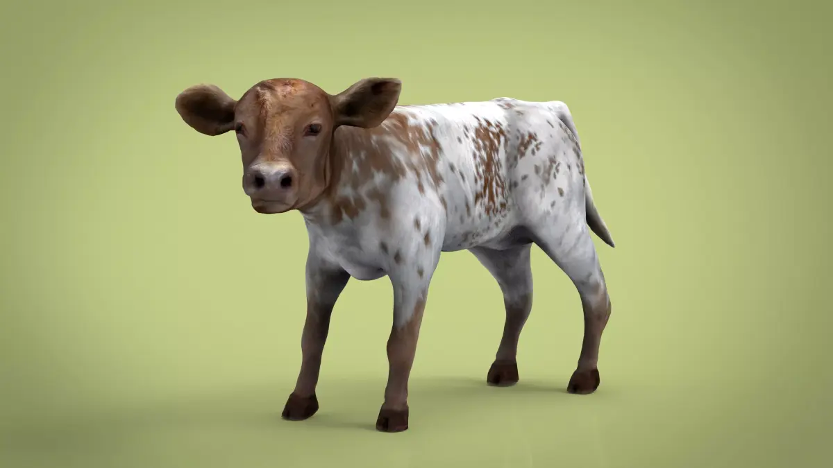 REALISTIC CALF cow 3D model