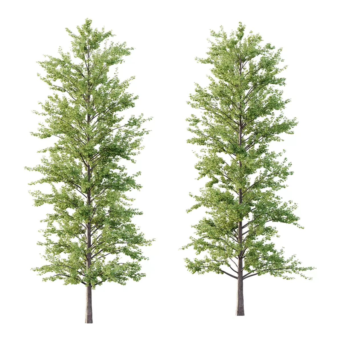 Maidenhair Ginkgo Biloba Tree 09 3D model