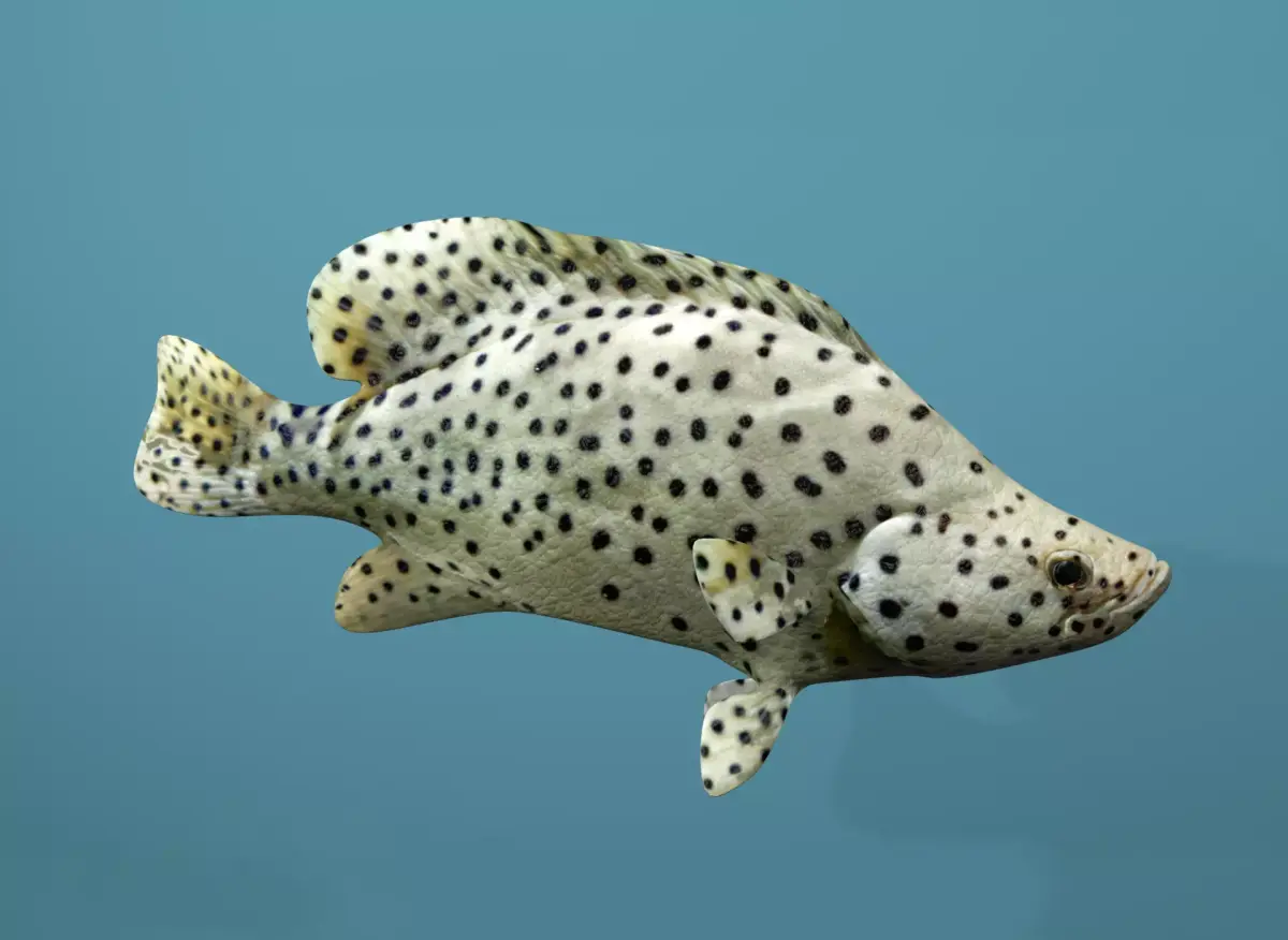 Humpback Grouper Low-poly 3D model