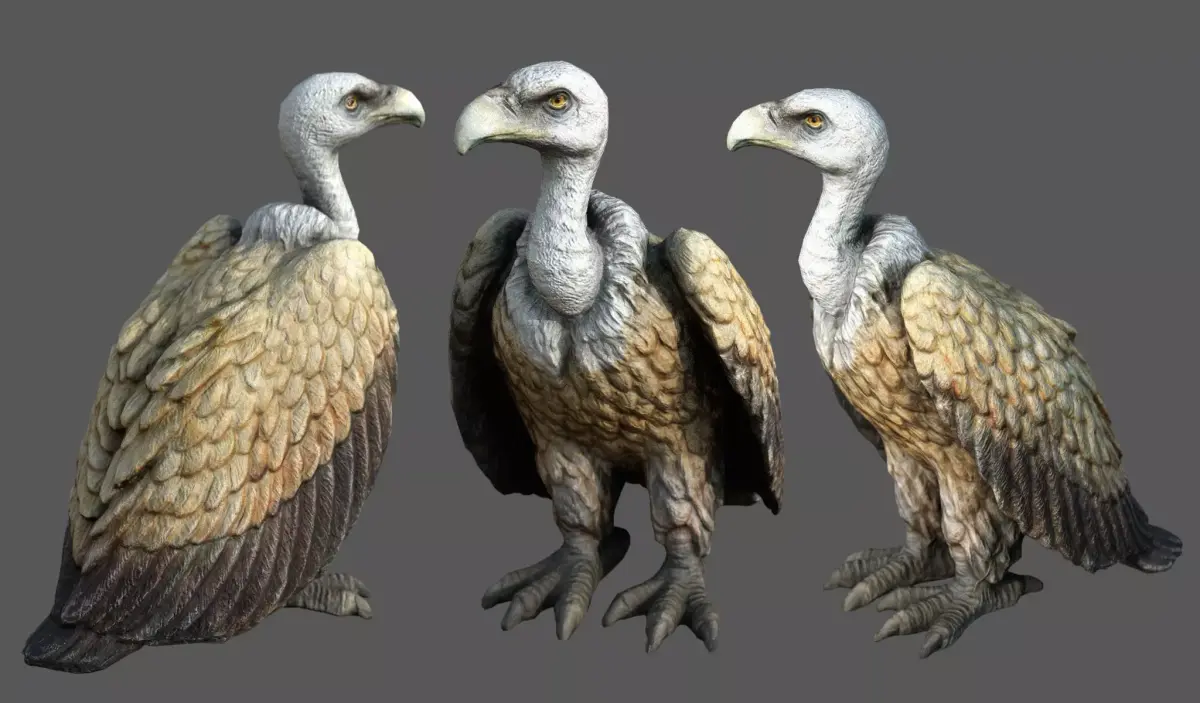 Vulture Low-poly 3D model