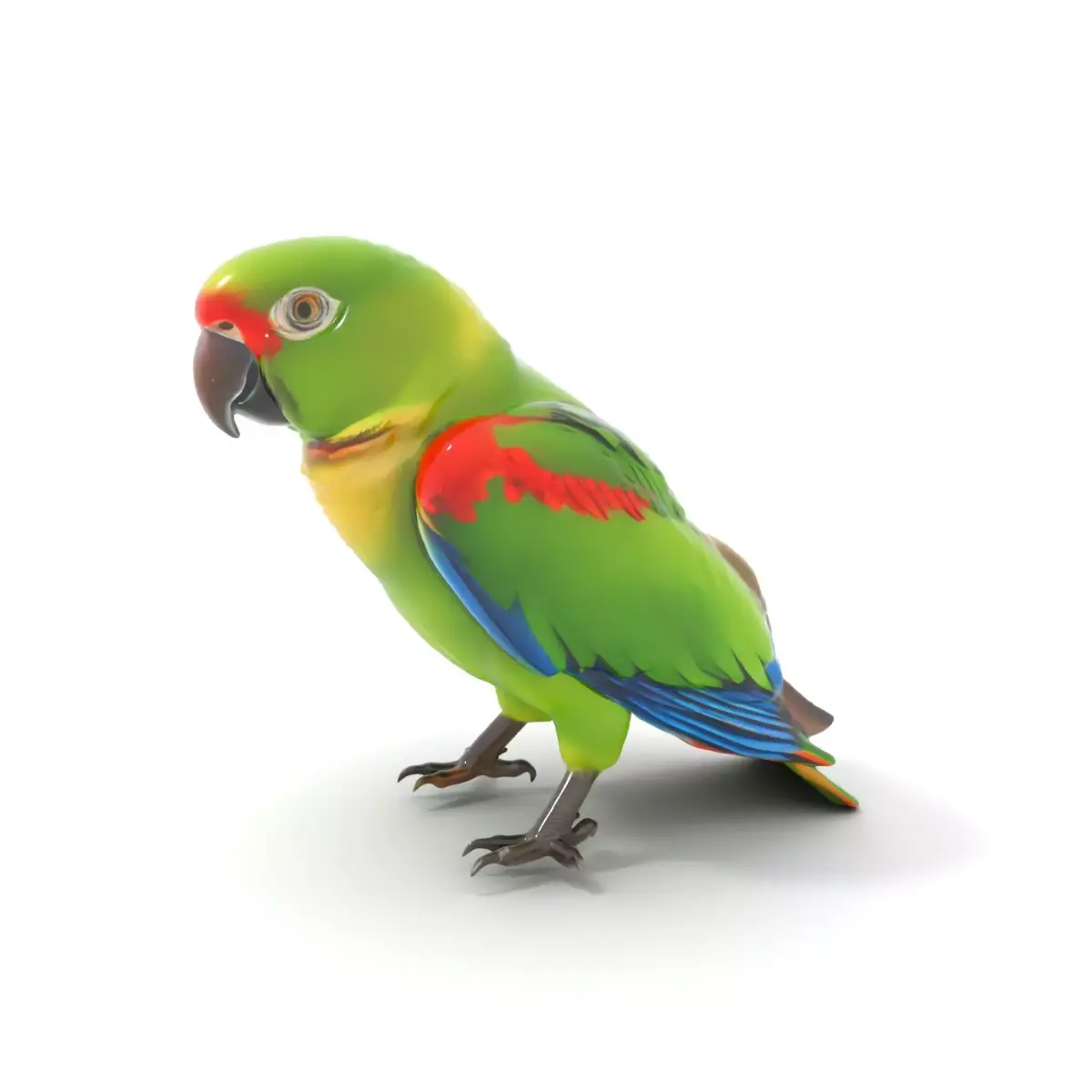 Vibrant Parrot Model Pack Low-poly 3D model