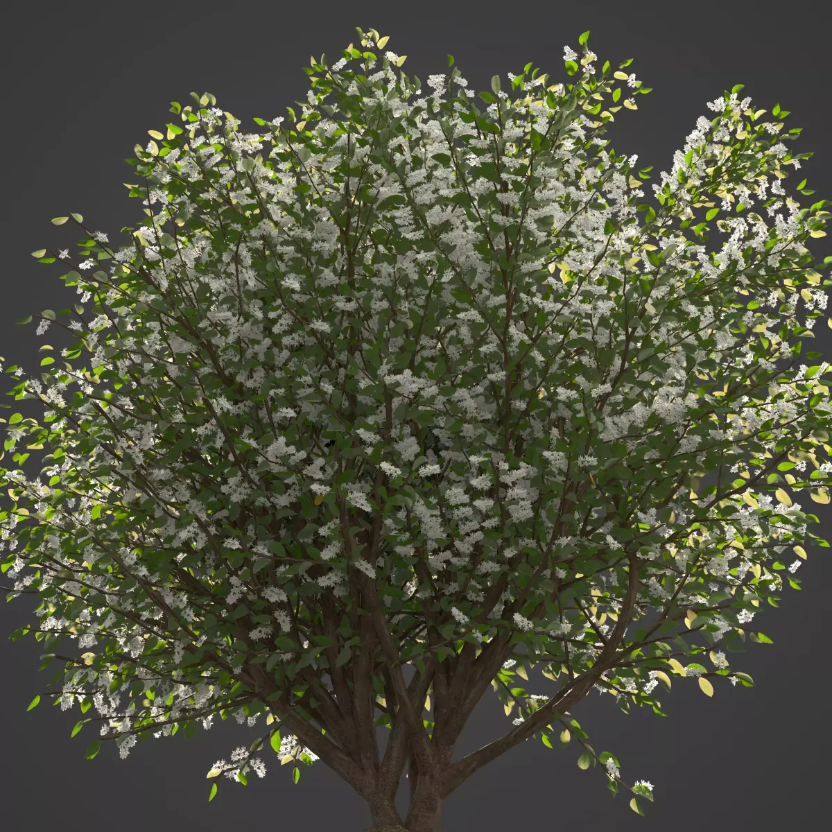 2021 PBR European Bird Cherry Collection - Prunus Padus 3D model