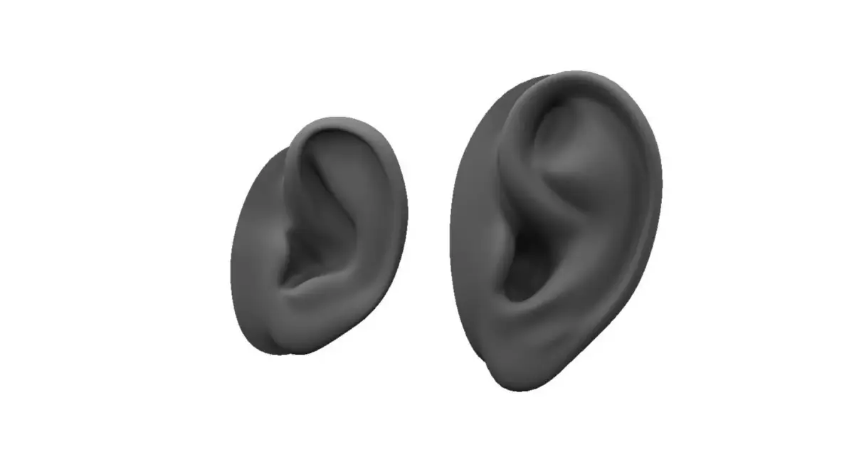 ear 3d model 3D model