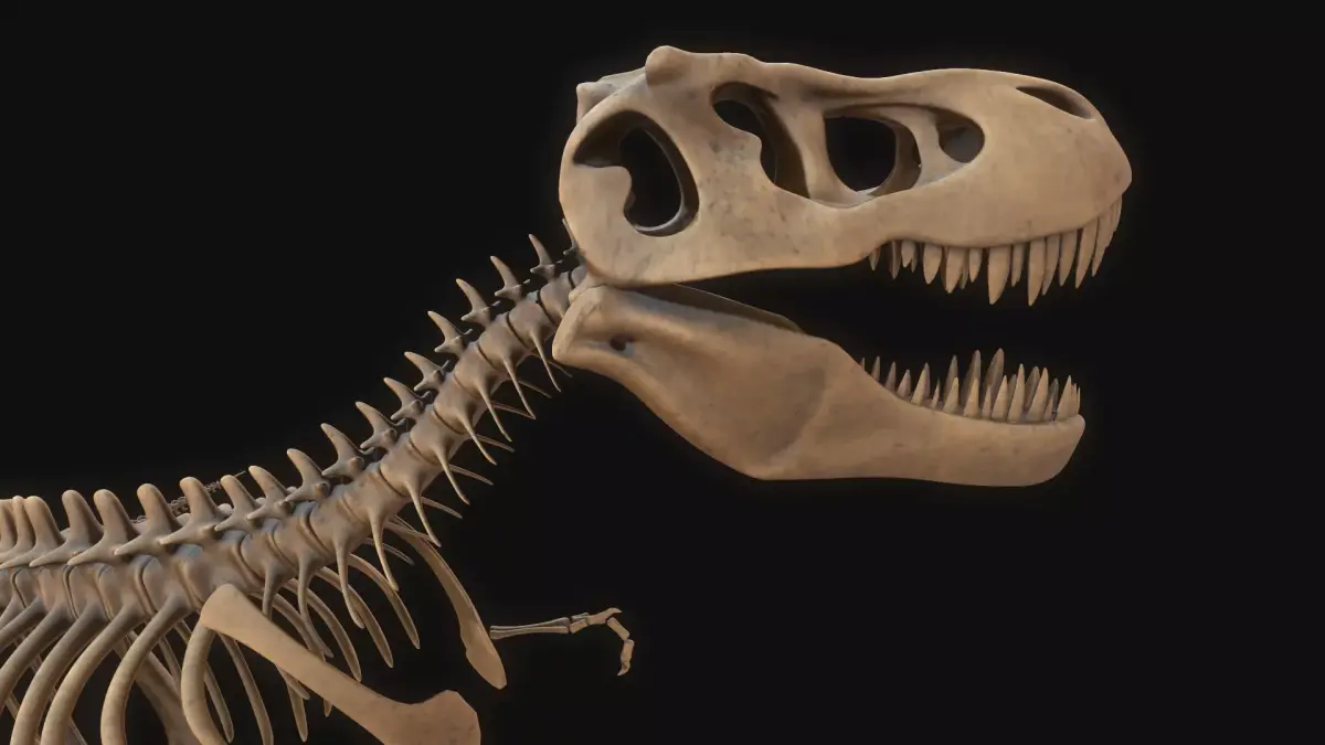 T-rex Skeleton 3D model purchase