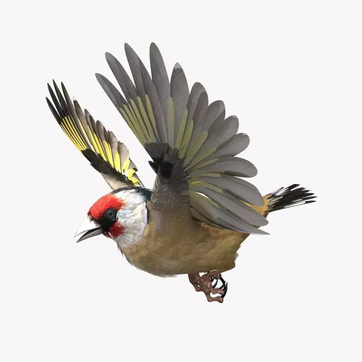 European Goldfinch - rigged - animated 3D model