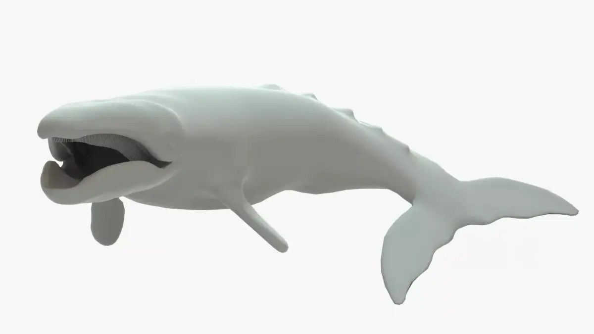 Gray Whale Rigged Basemesh Low-poly 3D model