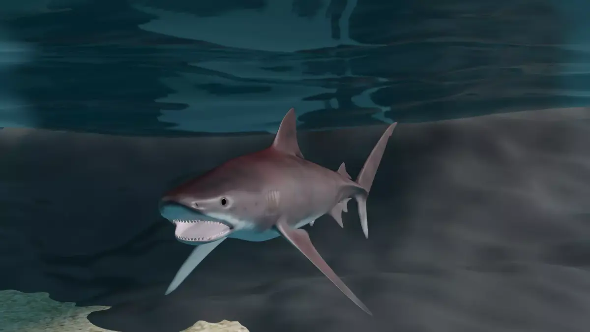 Tiger shark  3D model