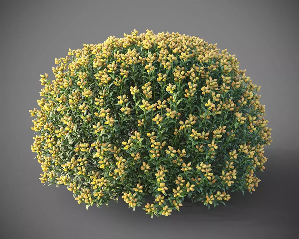 XfrogPlants Spanish Broom - Genista Hispanica 3D model