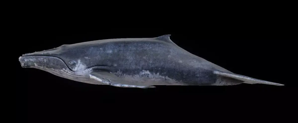 Humpback Whale Low-poly 3D model purchase