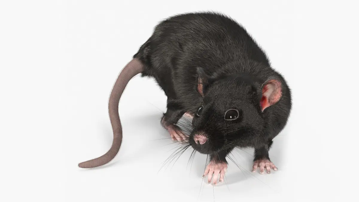 Fancy Rat Rigged Fur  purchase 3D model
