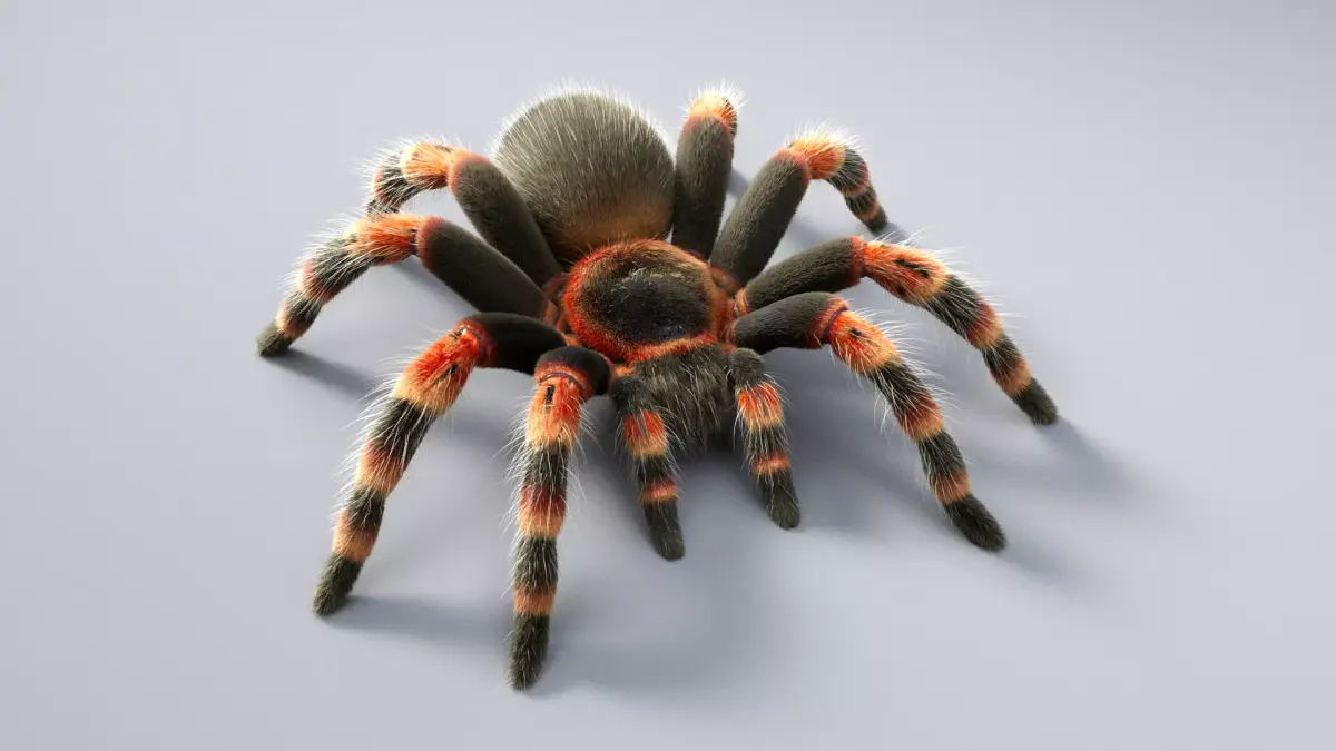 Tarantula Low-poly 3D model get