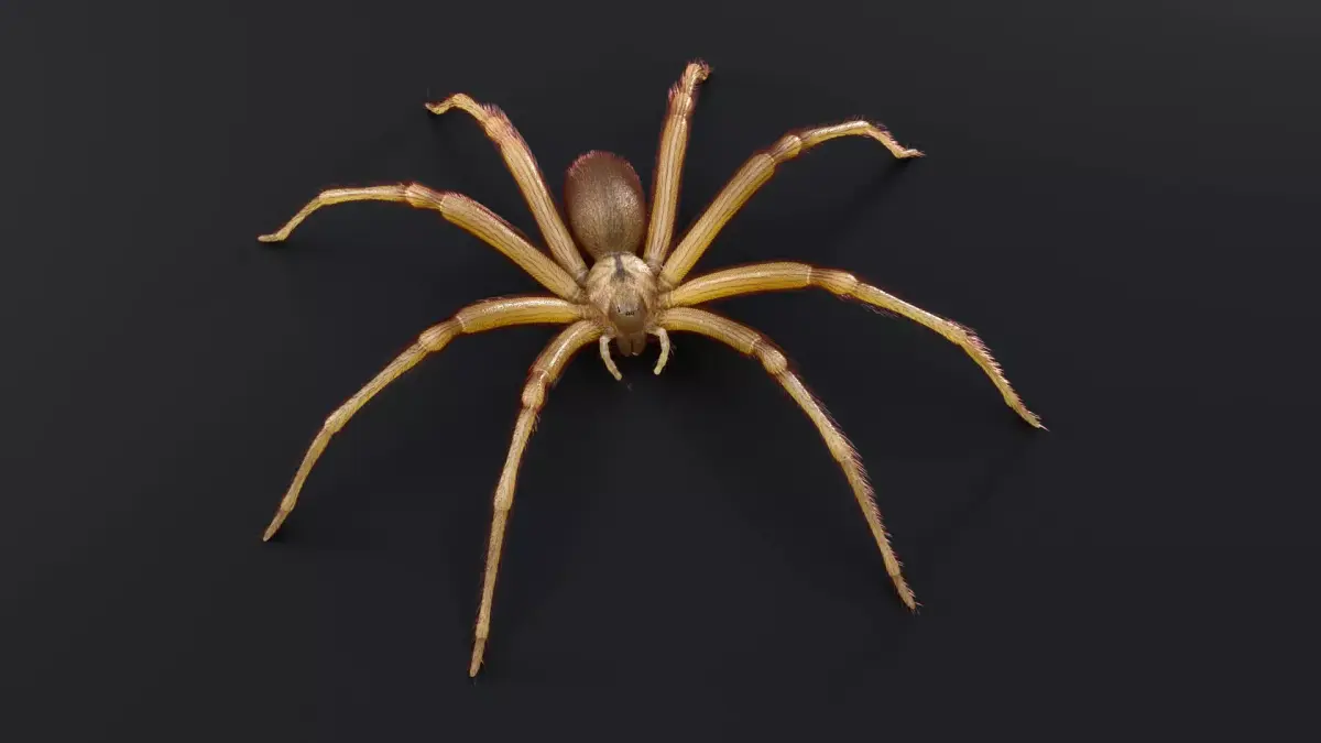 Brown Recluse Spider Low-poly 3D model purchase