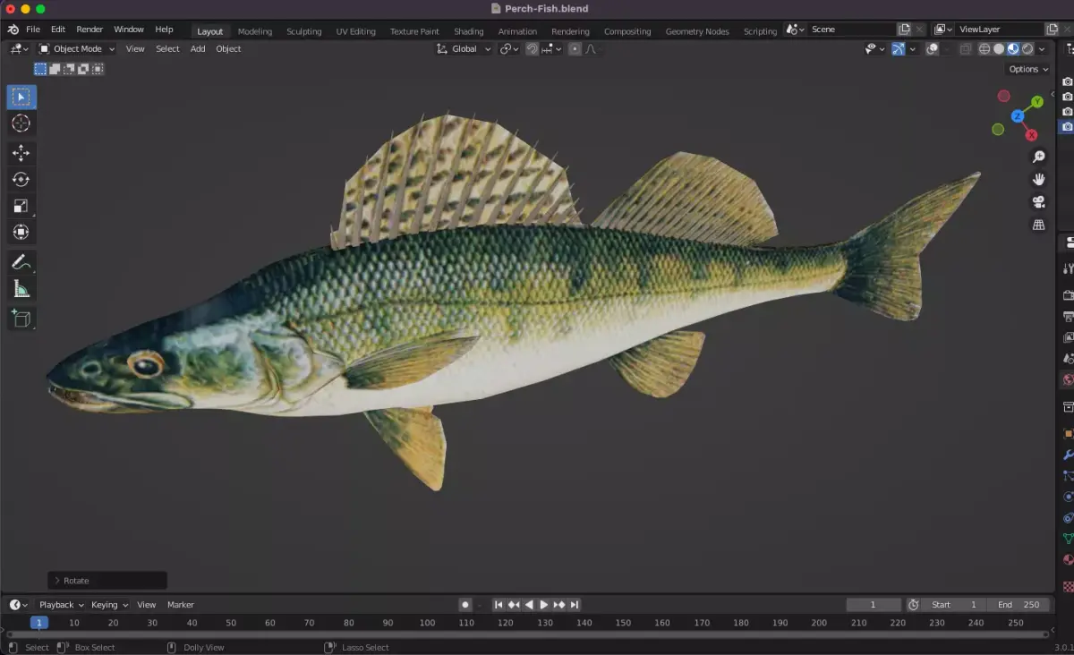 Perch Fish Low-poly 3D model