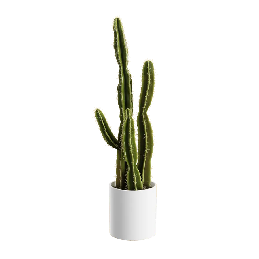  Saguaro Cactus Plant Model  purchase
