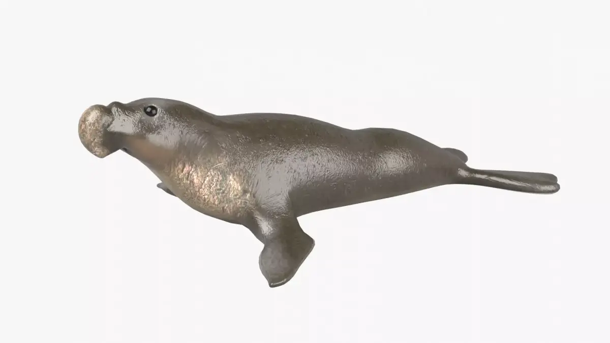 Elephant Seal Low-poly 3D model