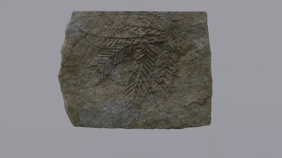 Ancient Plant Fossil 3D model