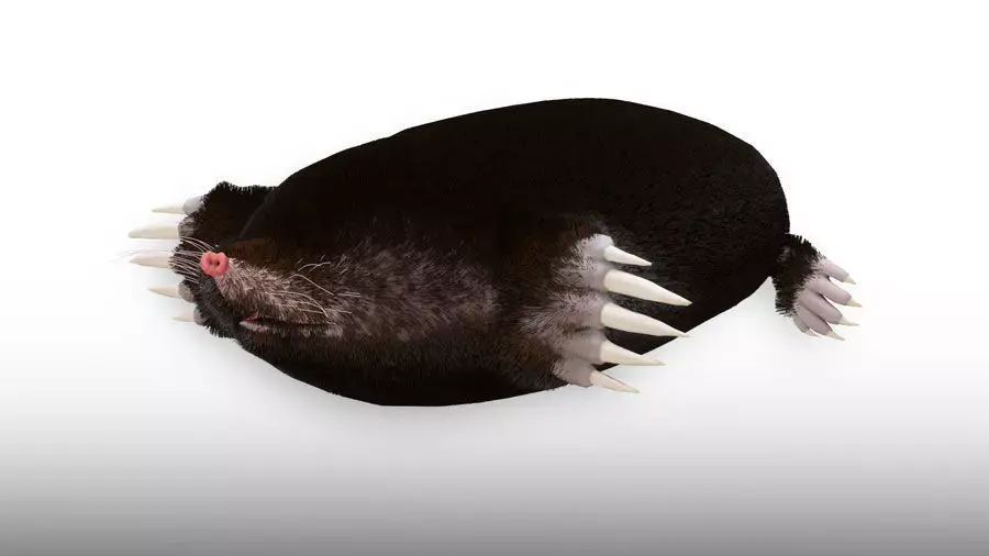 Eastern Mole Low-poly 3D model